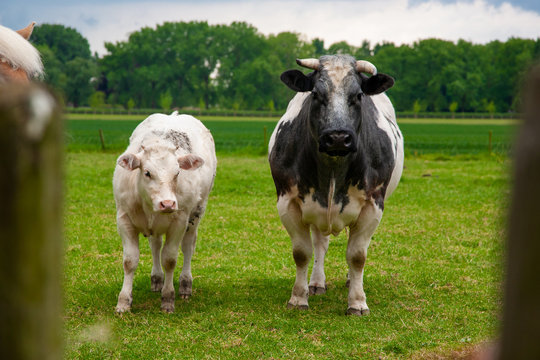 Two Belgian blue cows & bull looks at camera  in green meadow 