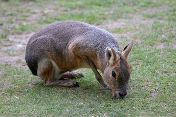 Dresden ZOO