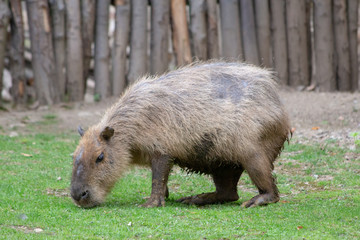 Cute fluffy mammal - Dresden ZOO
