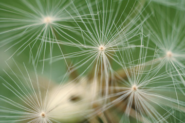 closeup of dandelion on a green background