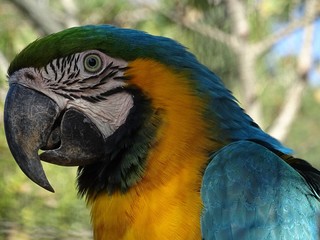 Parrot close up beautiful colours