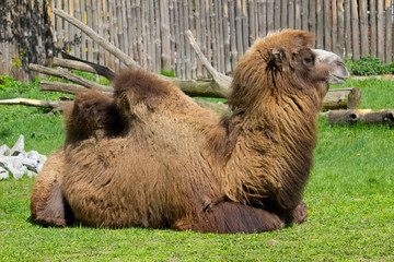Camel
