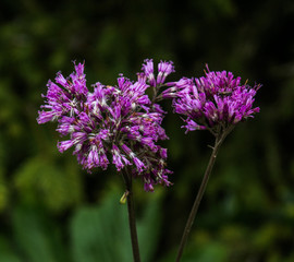 close up flower in swiss alps on a rainy day with green background