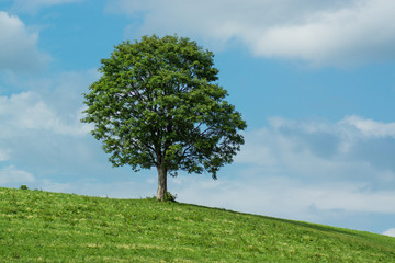green trees on a hill in switzerland during summer with blue sky and little clouds in background