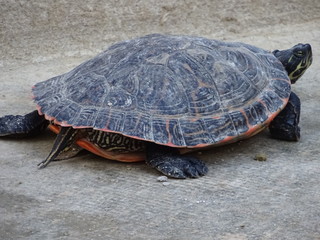 Turtle trying to get somewhere