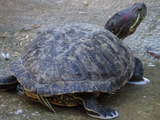 Turtle is saying hello