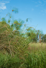 Papyrus Fronds Peaceful drifting on the Mokoro Ride