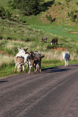 Donkey Family in the Road