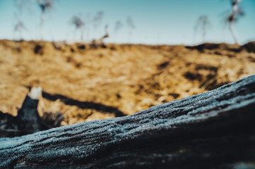 Hautes-Fagnes, Janvier