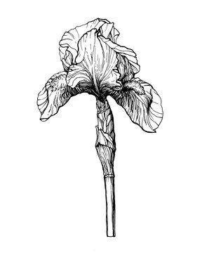 Graphic the branch flower Iris. Coloring book page doodle. Black and white outline illustration hand drawn work isolated on white.