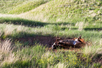 Donkey Rolling in the Dirt