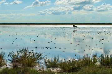 Silhouette of Wildebeest on Etosha Salt Pan