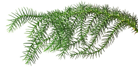 Branch araucaria isolated on white background. Design element.