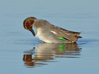 common teal in the lake