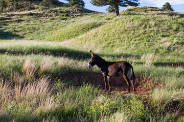 Donkey in Custer State Park