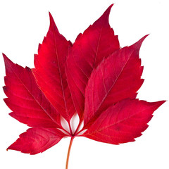 Red autumn leaf of Parthenocissus quinquefolia, known as Virginia creeper, Victoria creeper, five-leaved ivy, or five-finger isolated on a white background.