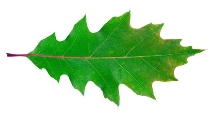 Northern Red Oak tree leaf isolated on a white background.