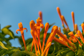 Orange flowers with a blue sky as background, what a perfect combination 