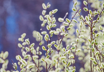 Fototapeta na wymiar Pussy willow branches with catkins, soft fluffy spring buds in sunlight. Early spring Easter background. Text space. Traditional decoration for Palm Sunday in Europe.