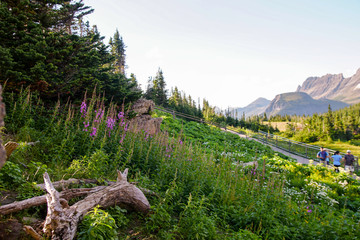 Logan Pass Glacier