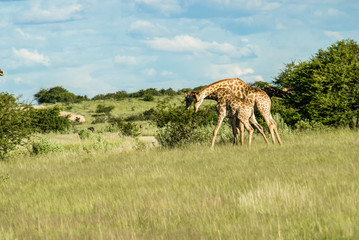 Giraffe Behaviour on the Savannah