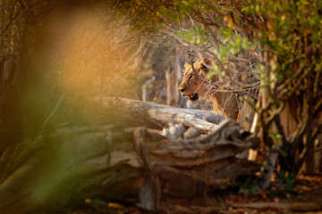 Lion - Panthera leo king of the animals. Lion - the biggest african cat -  hunting in the National Park Mana Pools in Zimbabwe, hidden in the bush
