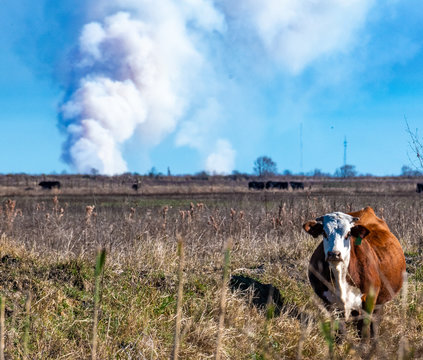 Cow and Smoke