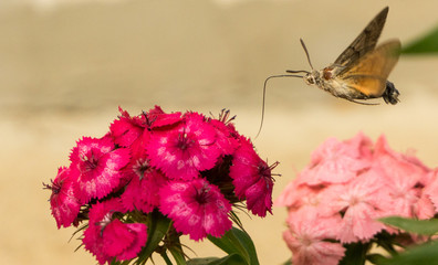 butterfly humming bird over fly