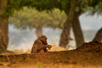 Chacma Baboon - Papio ursinus griseipes  or Cape baboon, Old World monkey family,one of the largest of all monkeys, located primarily in southern Africa, with the child