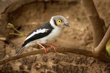 White-crested Helmetshrike - Prionops plumatus or white helmetshrike, passerine bird in the family...
