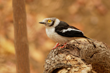 White-crested Helmetshrike - Prionops plumatus or white helmetshrike, passerine bird in the family Prionopidae, formerly in the Malaconotidae, white bird with yellow eye