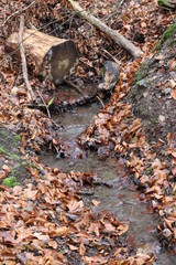 Bachlauf