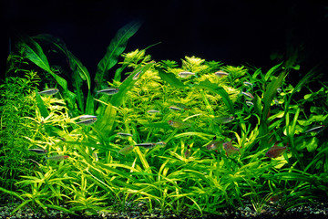 アクアリウムレイアウト