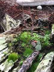 mushrooms in the forest