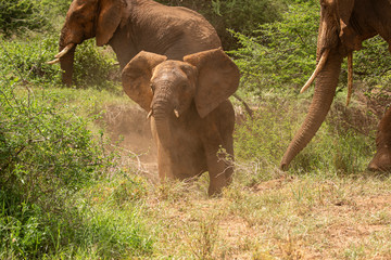 Fototapeta na wymiar Surprised Young Elephant