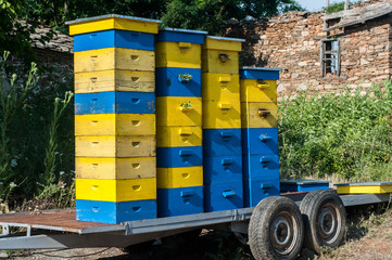Blue and yellow old used wooden beehives stacked on transport car platform