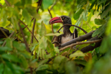Crowned Hornbill - Tockus Lophoceros alboterminatus  bird with white belly and black back and wings, tips of the long tail feathers are white, beak is red