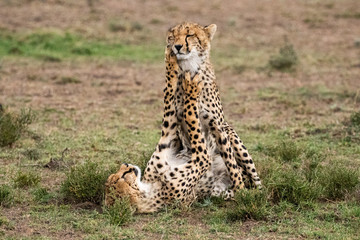 Cheetah Cubs Playing
