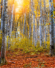 Silent Forest in fall with beautiful bright sun rays