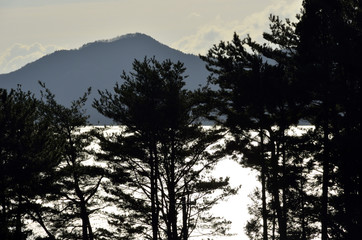 光る海と松の木のシルエット