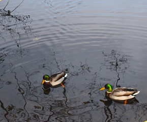 Male ducks swimming together in a Vale of Health pond in Hampstead Heath central London zone 2. The...