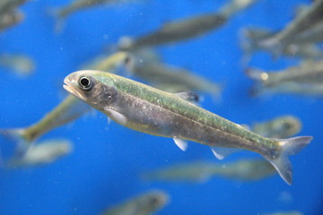 シロザケの稚魚