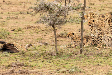 Cheetah Cubs Inspecting A Vulture