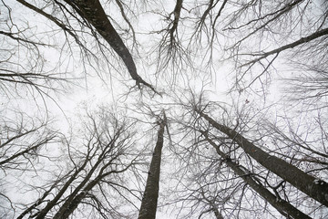 looking at sky among the branches of the trees in the forest