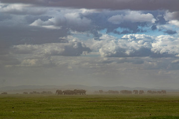 Fototapeta na wymiar Elephant Dust Storm