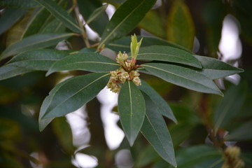 green leaves on the branch