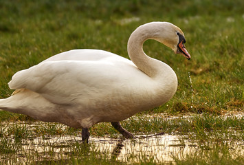Schwan im Abendlicht