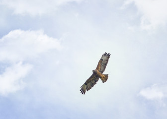 Raubvogel am Himmel