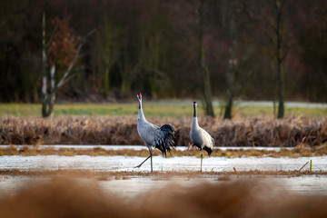 Common crane (Grus grus) in the wild. Early morning on swamp erens.
