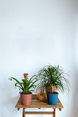 Living room Mock up with plants